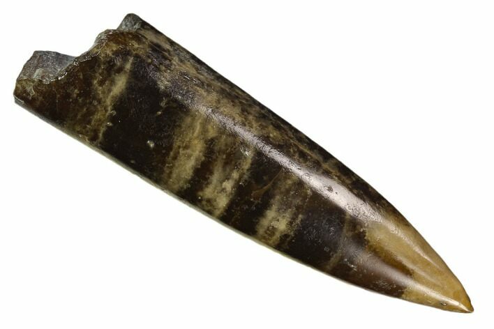 Polished Fossil Belemnite - Mistelgau, Germany #125365